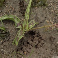 Ledebouria revoluta (L.f.) Jessop